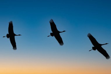 Uçuş sırasında Sandhill Turnaları (Antigone canadensis)