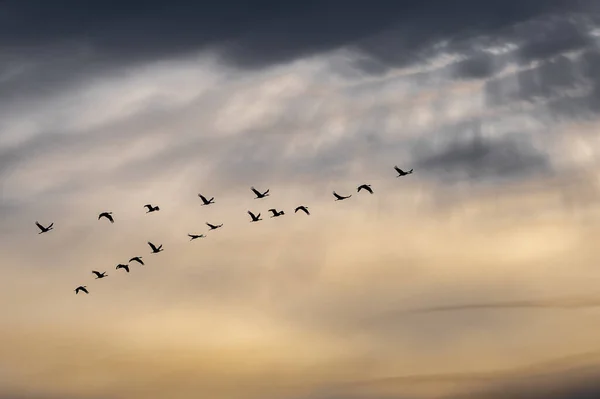 Grúas Migratorias Arenisca Antígona Canadensis Vuelo — Foto de Stock