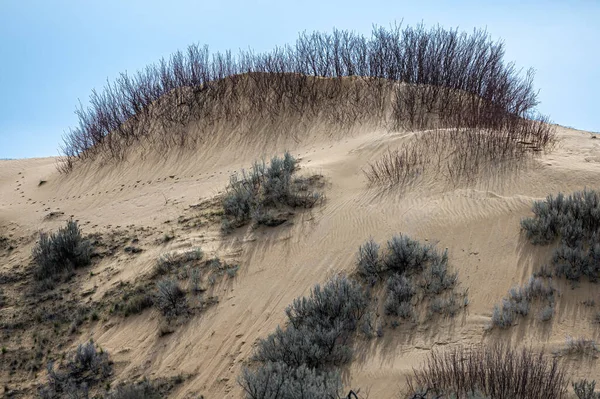 Sanddyner Och Vegetation Adams Län — Stockfoto