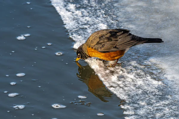 Amerikalı Robin Turdus Migratorius Nehirden Içiyor — Stok fotoğraf