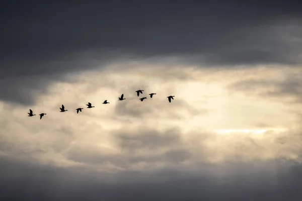 Oies Migratrices Dans Ciel Printanier — Photo