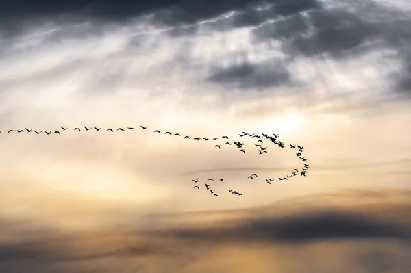 春天里飘扬的沙丘鹤 — 图库照片