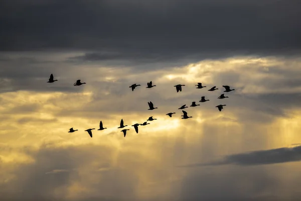 Μεταναστεύοντας Geese Στο Spring Sky — Φωτογραφία Αρχείου