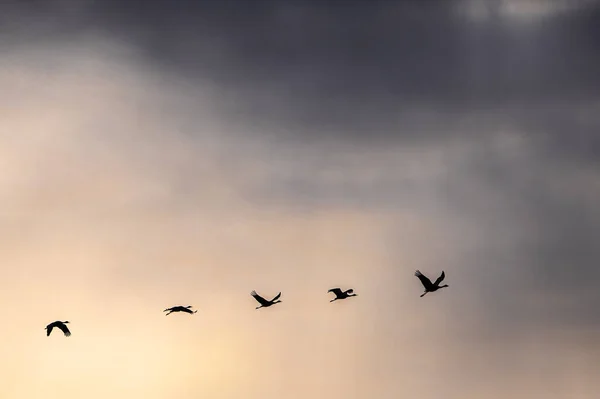 Gru Sabbia Migrazione Nel Cielo Primaverile — Foto Stock