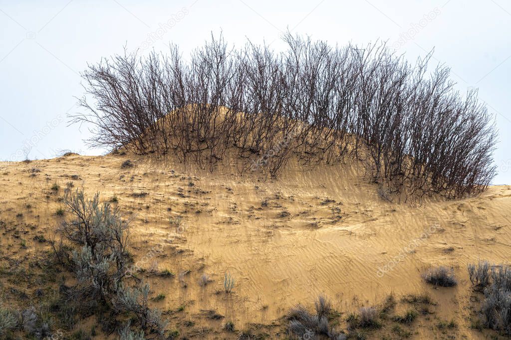 Sand Dunes and Vegetation in Adams County, WA