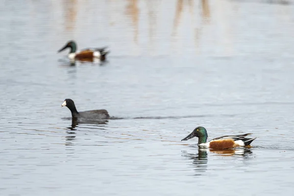 Shoveler Norte Spatula Clypeata Coot Americano Fulica Americana — Fotografia de Stock