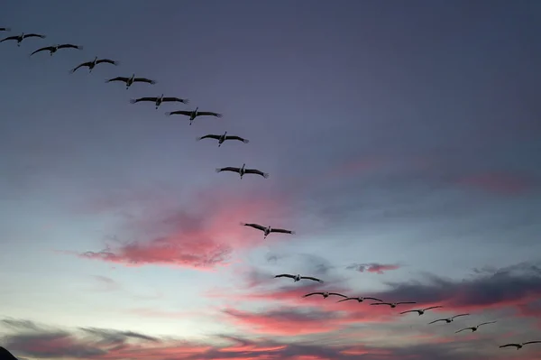 Migrating Sandhill Cranes Antigone Canadensis — Stock Photo, Image