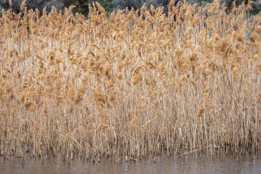 Columbia Vahşi Yaşam Sığınağı 'nda Pond and Common Reed, WA