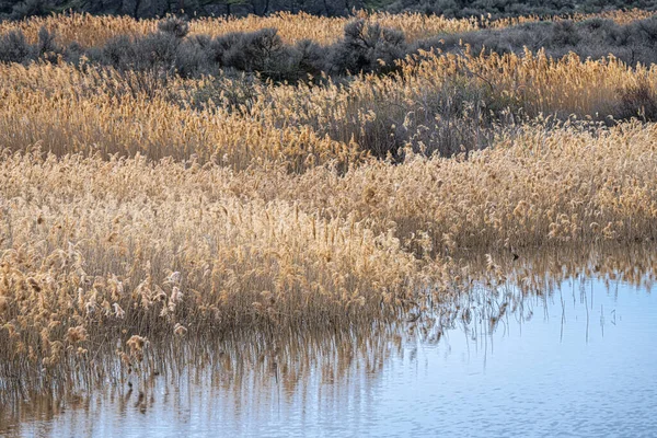 Columbia Vahşi Yaşam Sığınağı 'nda Pond and Common Reed, WA