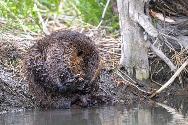 North American Beaver Castor Canadensis Cleaning Itself — Stock Photo, Image
