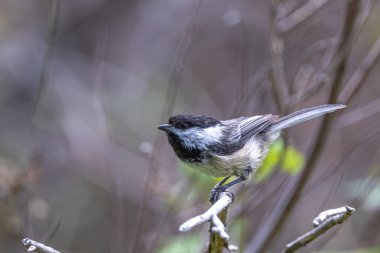 Ormanda siyah başlıklı Chickadee (Poecile atricapillus)