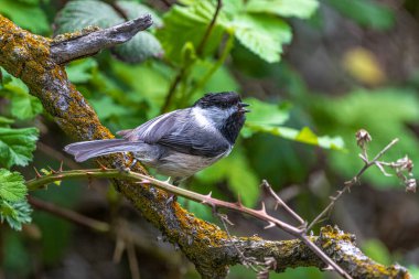 Ormanda siyah başlıklı Chickadee (Poecile atricapillus)
