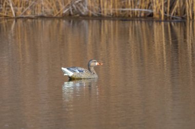 Plastik Mallard Ördeği Avlanmak İçin Havuzda Yüzüyor
