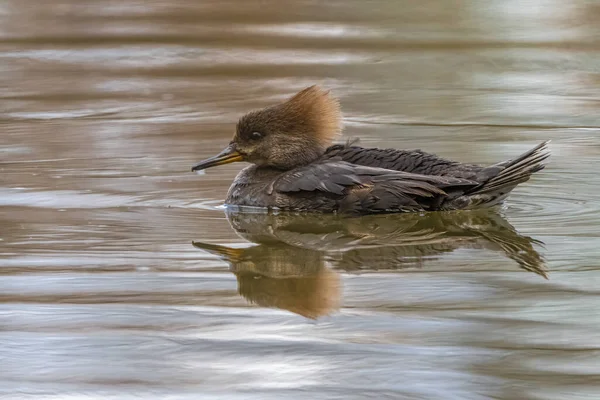 Merganser Com Capuz Fêmea Lophodytes Cucullatus Flutuando Água — Fotografia de Stock