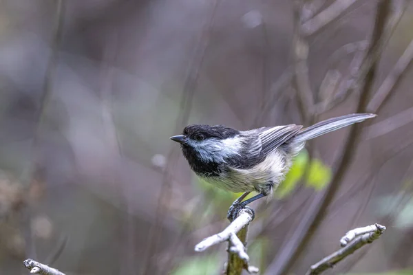 Black Capped Chickadee Poecile Atricapillus Woods — Fotografia de Stock