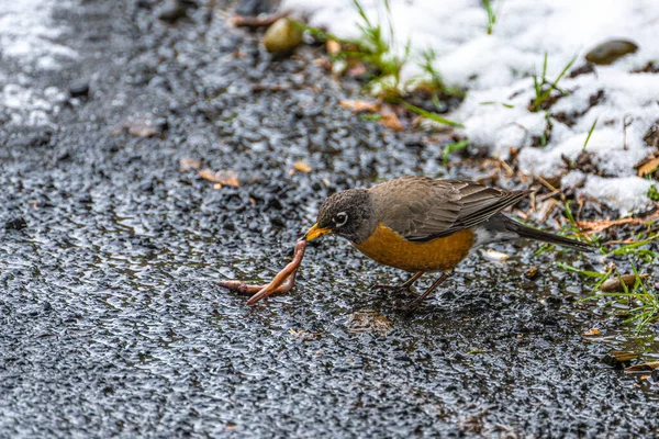 Amerikansk Rödhätta Turdus Migratorius Äta Jordmask — Stockfoto