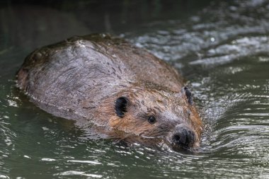 Yüzen Kuzey Amerika kunduzu (Castor canadensis)