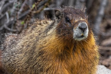 Yellow-bellied Marmot (Marmota flaviventris) on the Watch