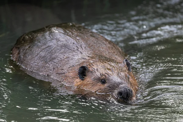 Swimming North American Beaver Castor Canadensis — Stock Photo, Image