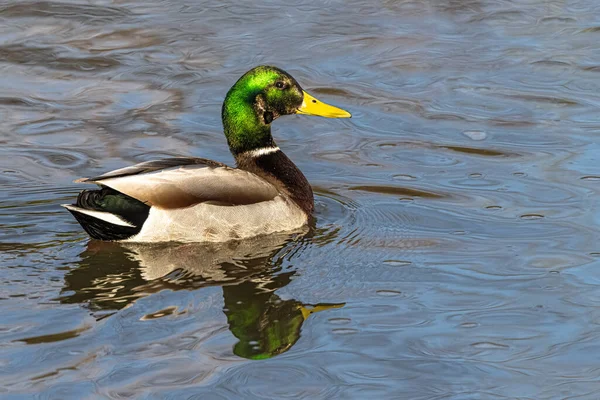 Drake Mallard Anas Platyrhynchos Floating River — Stock Fotó