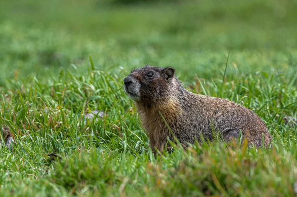 Yellow Bellied Marmot Marmota Flaviventris Watch — Photo