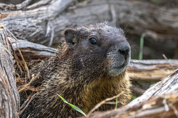 Yellow Bellied Marmot Marmota Flaviventris Watch — Stock Photo, Image