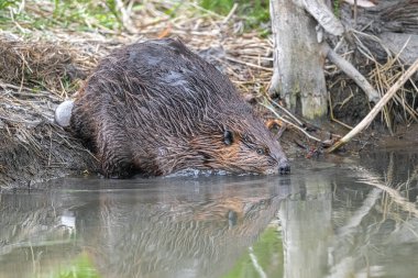 Kuzey Amerika Kunduzu (Castor canadensis) Suya Giriyor