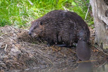 Kuzey Amerika Kunduzu (Castor canadensis) Sudan çıkıyor