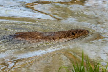 Kuzey Amerika Kunduzu (Castor canadensis) nehirde yüzüyor