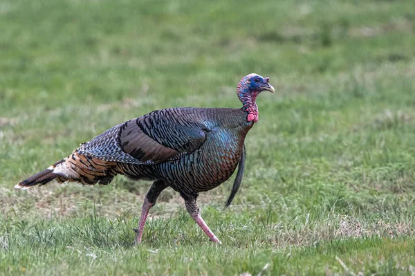 Erkek Vahşi Türkiye (Meleagris Dörtnala)