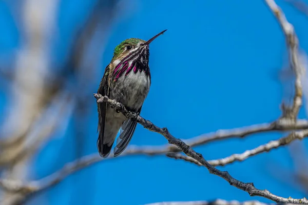 Calliope Hummingbird Selasphorus Calliope Perching Cheery Tree — Stock Photo, Image