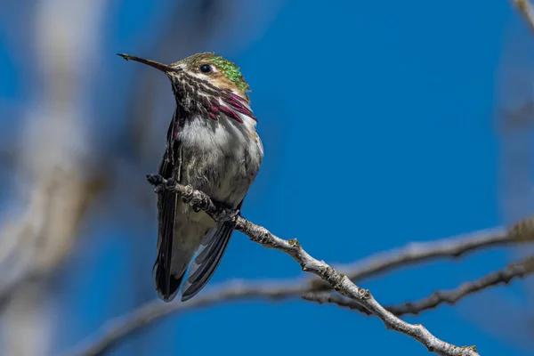 Calliope Hummingbird (Selasphorus calliope) Neşeli bir ağaca tünemiş