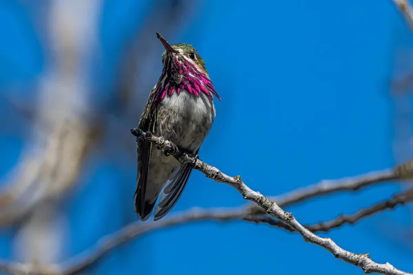 Calliope Hummingbird Selasphorus Calliope Sätter Sig Ett Muntert Träd — Stockfoto