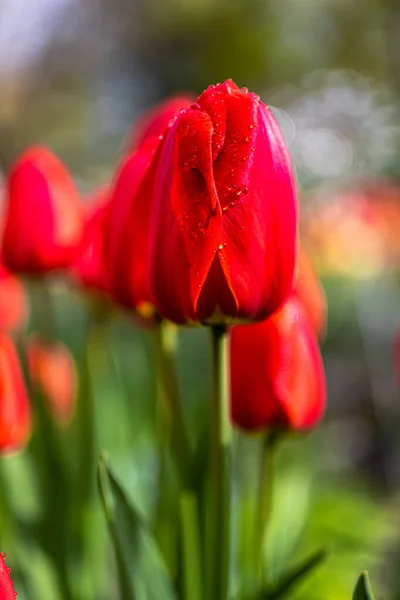 Red Tulips Flowering Spring — стоковое фото