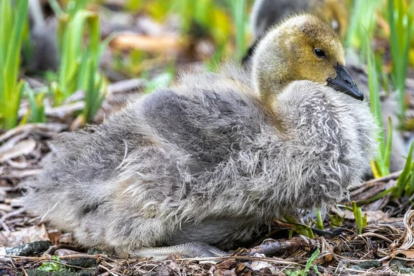 Canada Goose Gosling Branta Canadensis Cleaning Its Plumage — 스톡 사진