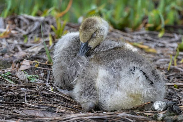 Kanada Goose Gosling Branta Canadensis Czyszczenie Jej Upierzenie — Zdjęcie stockowe