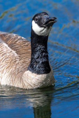 Kanada Kaz (Branta canadensis) İçme Suyu