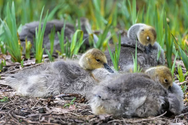 Canada Geese Goslings Branta Canadensis Taking Rest — Fotografia de Stock