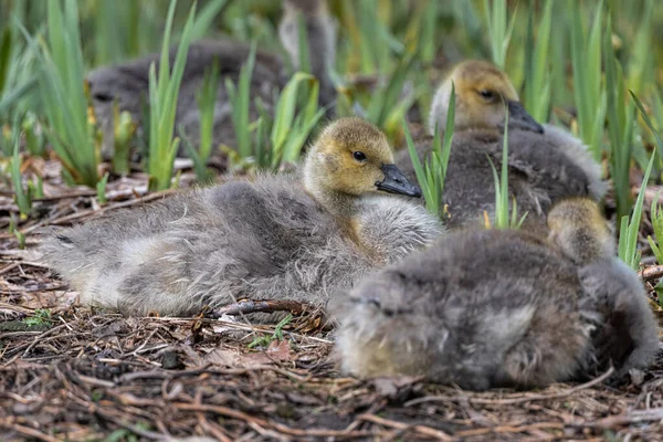 Canada Geese Goslings Branta Canadensis Taking Rest — Stock Photo, Image