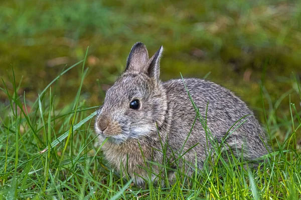 Young Nuttall Cottontail Sylvilagus Nuttallii — Stock Photo, Image