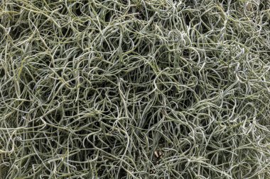İspanyol Yosun Kökleri (Tillandsia usneoides)