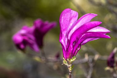Susan Magnolia Çiçeği (Magnolia x 'Susan')