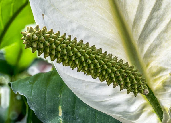 Квітка Миру Ліллі Spathiphyllum Clevelandii — стокове фото