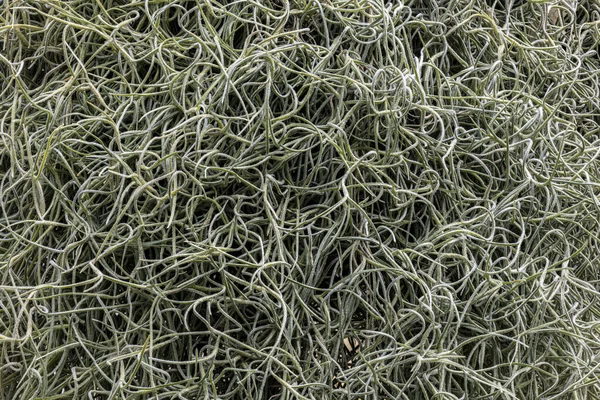 İspanyol Yosun Kökleri (Tillandsia usneoides)