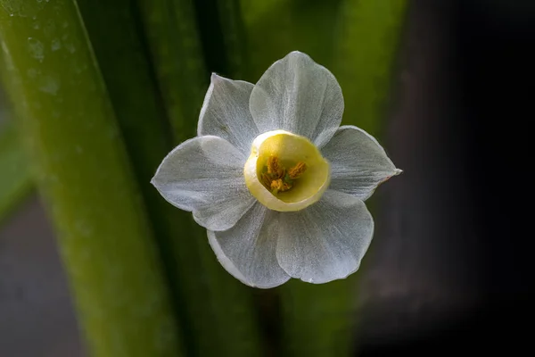 Flor Paperwhite Narcissus Papyraceus Plant — Fotografia de Stock