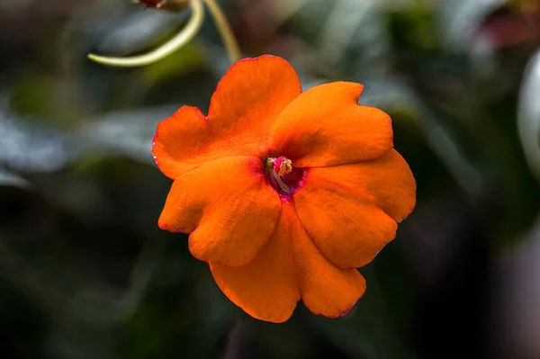 Kwiat Impatiens Impatiens Platypetala Var Aurantiaca — Zdjęcie stockowe