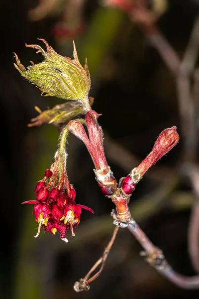 Dolunay Akçaağaç Çiçekleri Acer Japonicum Wood — Stok fotoğraf