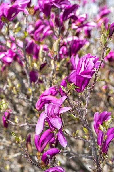 Susan Magnolia 'nın Çiçekleri (Magnolia x' Susan ')