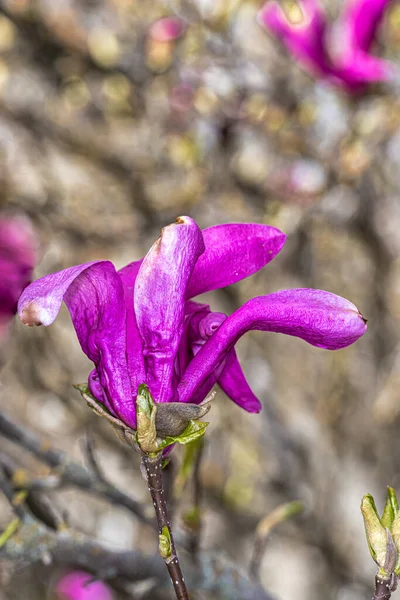 Susan Magnolia Çiçeği (Magnolia x 'Susan')