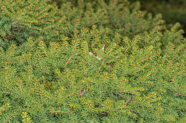 Cüce Norveç Yaprakları Küçük Mücevher (Picea abies))